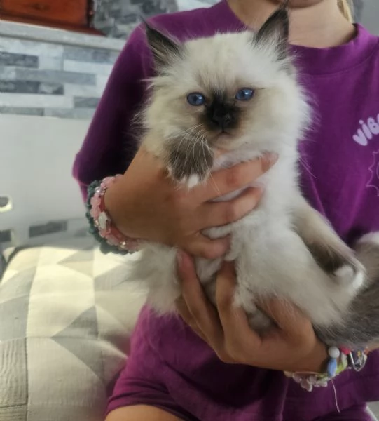 Cuccioli Sacro di Birmania  | Foto 1