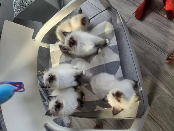 Cuccioli Sacro di Birmania  | Foto 0