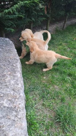 Golden Retriever alta genealogia per adozione | Foto 2