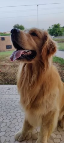 Golden Retriever alta genealogia per adozione | Foto 2