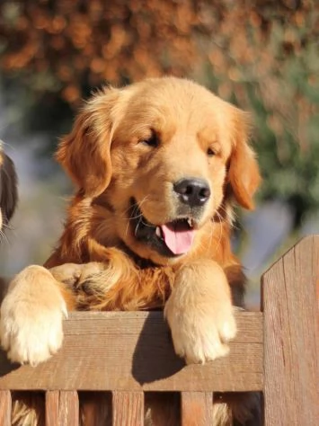 Golden Retriever alta genealogia per adozione | Foto 1