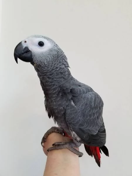 male and female Congo African Grey Parrots  Friendly male and female Congo African grey parrots. 500 | Foto 6
