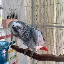 male and female Congo African Grey Parrots  Friendly male and female Congo African grey parrots. 500 | Foto 5