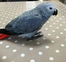 male and female Congo African Grey Parrots  Friendly male and female Congo African grey parrots. 500 | Foto 4