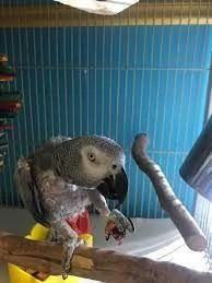 male and female Congo African Grey Parrots  Friendly male and female Congo African grey parrots. 500