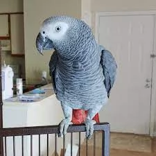male and female Congo African Grey Parrots  Friendly male and female Congo African grey parrots. 500 | Foto 1