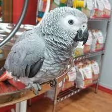 male and female Congo African Grey Parrots  Friendly male and female Congo African grey parrots. 500 | Foto 0