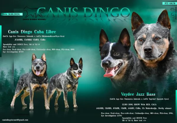 Cuccioli di Australian Cattle Dog | Foto 6