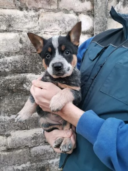 Cuccioli di Australian Cattle Dog | Foto 5