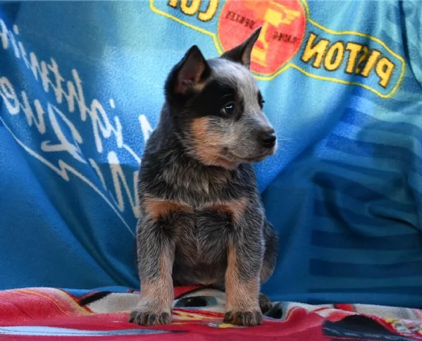 Cuccioli di Australian Cattle Dog | Foto 4