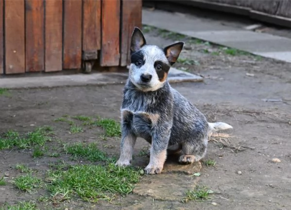 Cuccioli di Australian Cattle Dog | Foto 3