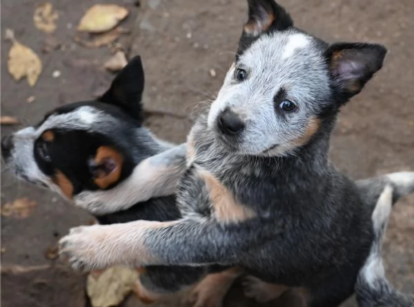 Cuccioli di Australian Cattle Dog | Foto 2