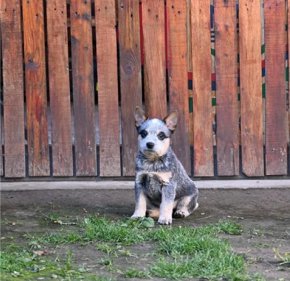 Cuccioli di Australian Cattle Dog