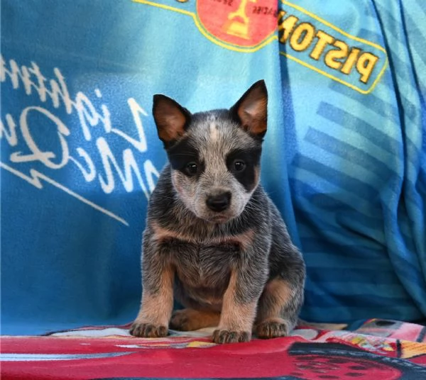 Cuccioli di Australian Cattle Dog | Foto 1
