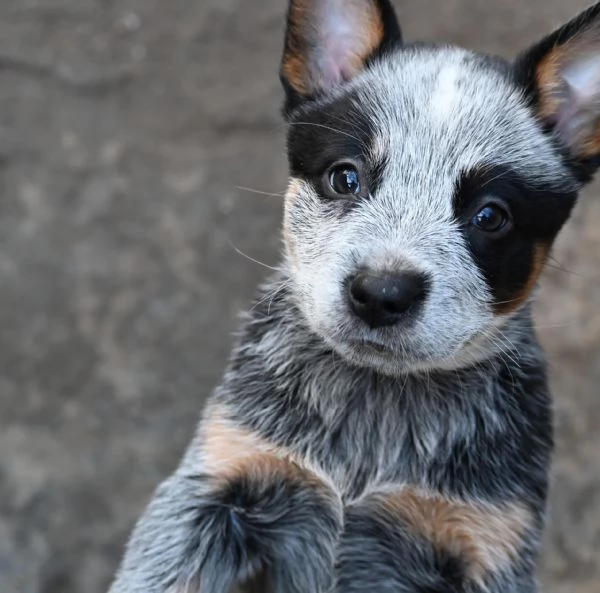Cuccioli di Australian Cattle Dog | Foto 0