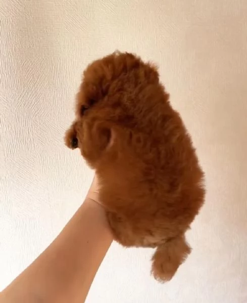 Regalo Barboncino Mini Toy | Foto 0