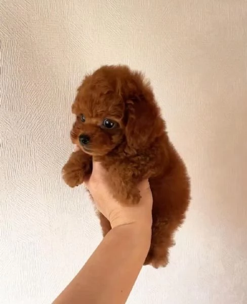 Regalo Barboncino Mini Toy