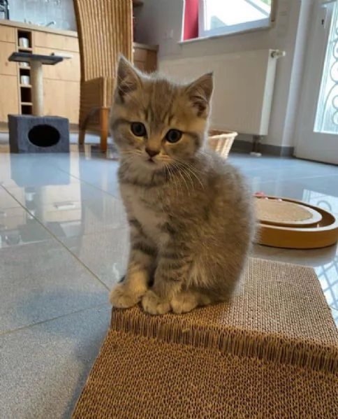 Disponibili bellissimi gatti BKH 