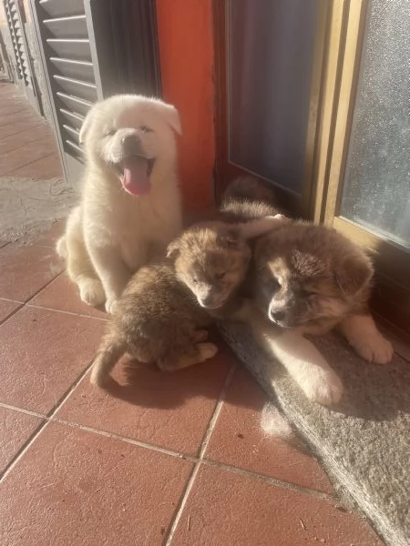 Cuccioli di akita inu con pedigree  | Foto 5