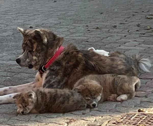 Cuccioli di akita inu con pedigree  | Foto 2