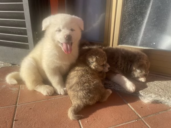 Cuccioli di akita inu con pedigree  | Foto 1