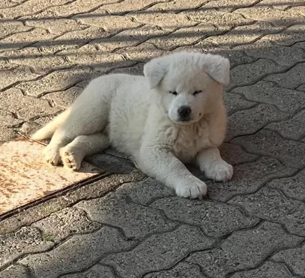 Cuccioli di akita inu con pedigree 