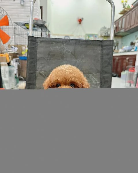 Cuccioli di Barboncini toy 100% | Foto 0