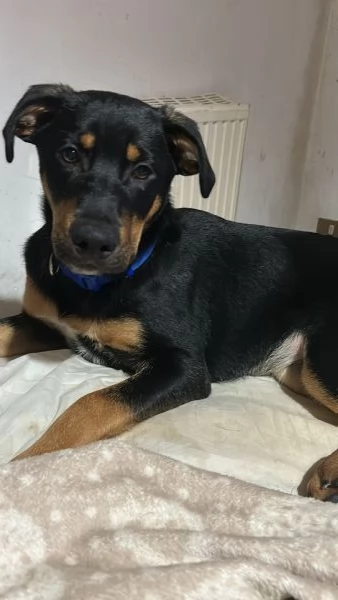 Cucciolo di 8 mesi | Foto 3