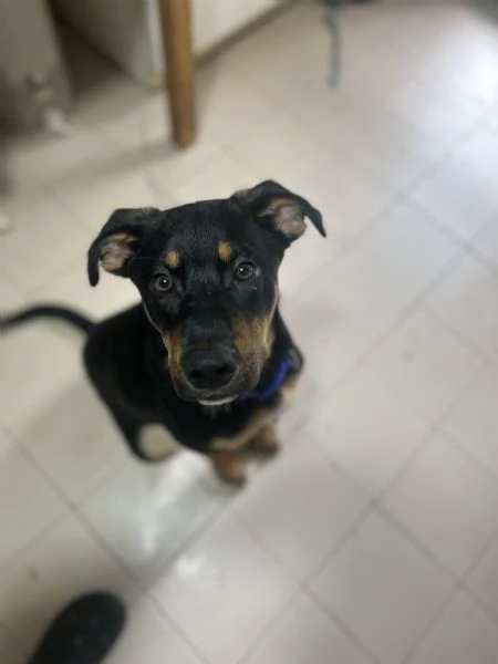 Cucciolo di 8 mesi | Foto 2