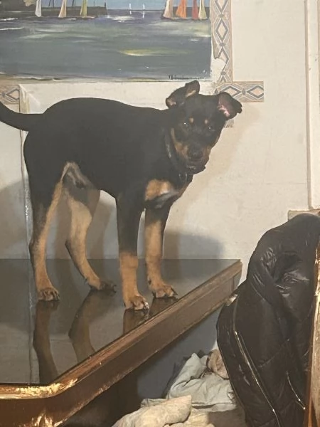 Cucciolo di 8 mesi | Foto 0