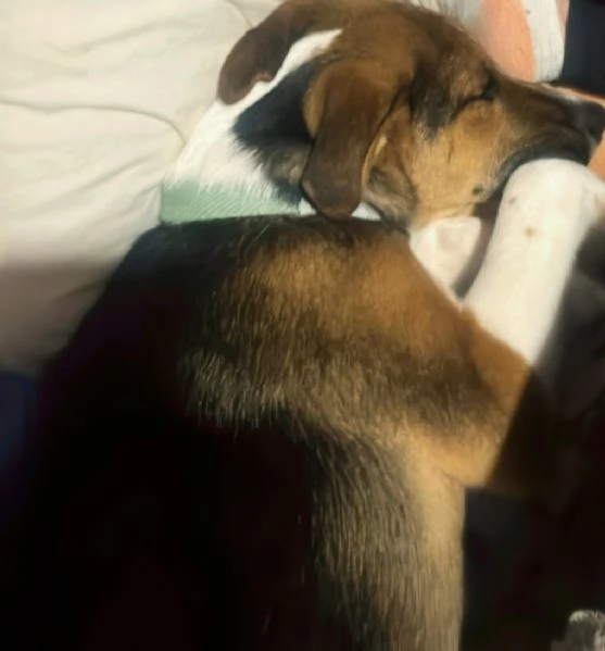 Cucciolo di 8 mesi | Foto 3