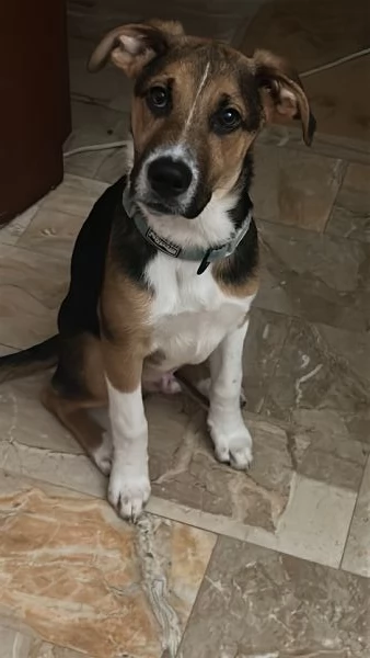 Cucciolo di 8 mesi | Foto 2