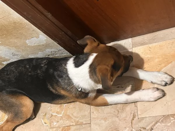 Cucciolo di 8 mesi | Foto 1