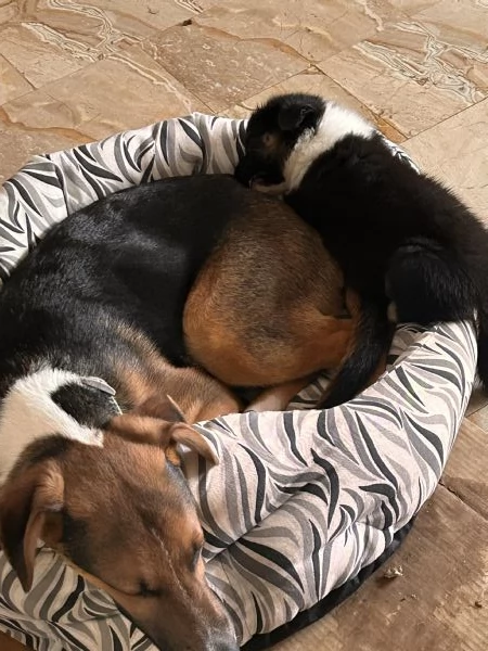 Cucciolo di 8 mesi | Foto 0