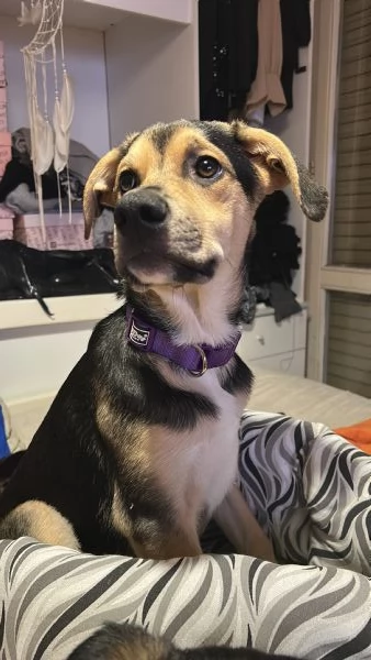 Cucciolo di 8 mesi | Foto 3