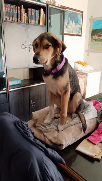 Cucciolo di 8 mesi | Foto 2