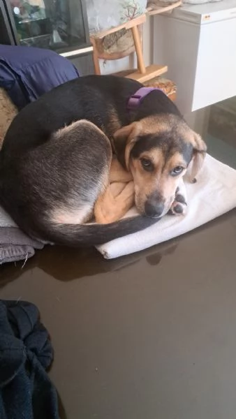 Cucciolo di 8 mesi | Foto 1