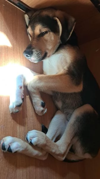 Cucciolo di 8 mesi | Foto 0