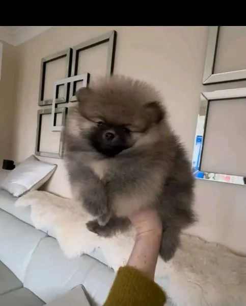 regalo Bellissimi cuccioli di Pomerania in adozione | Foto 2