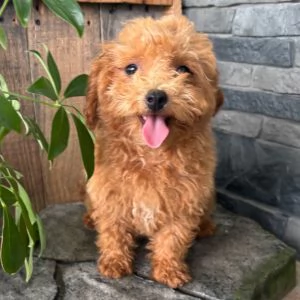    REGALO CUCCIOLO BARBONCINO TOY