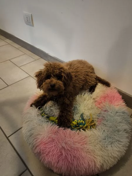 Barboncina Toy Red con pedigree | Foto 1