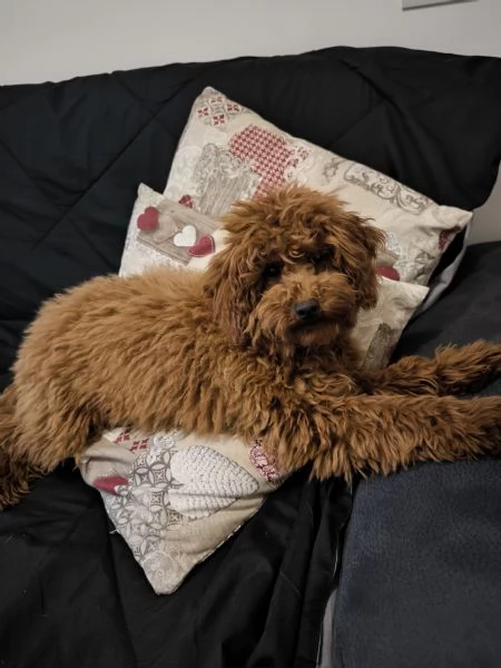 Barboncina Toy Red con pedigree