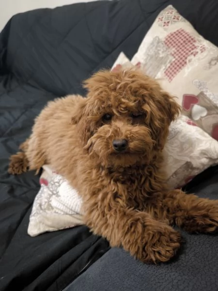 Barboncina Toy Red con pedigree | Foto 0