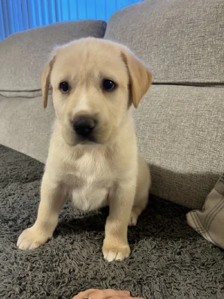 Cuccioli di Labrador retriever disponibili per la vendita | Foto 2