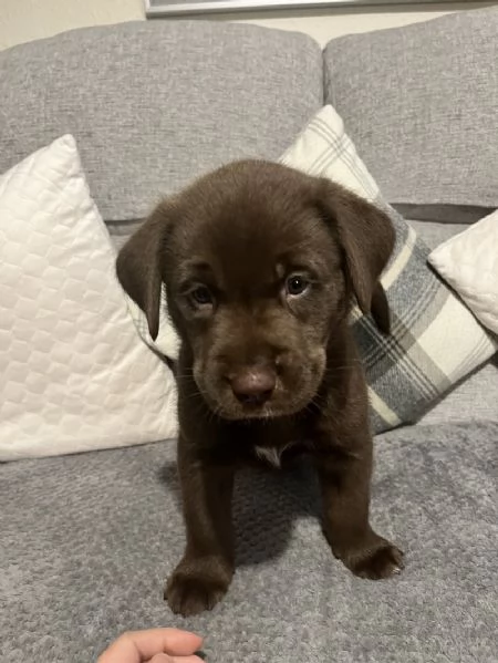 Cuccioli di Labrador retriever disponibili per la vendita | Foto 1