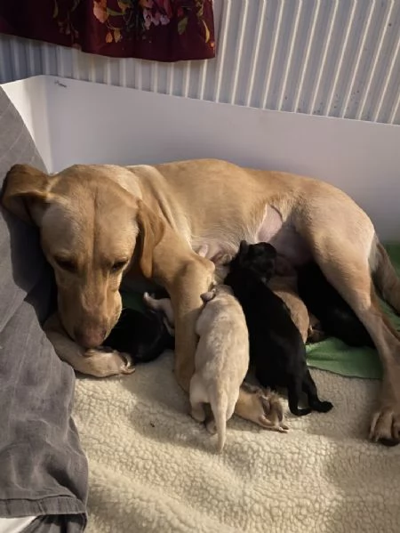 Cuccioli di Labrador retriever disponibili per la vendita