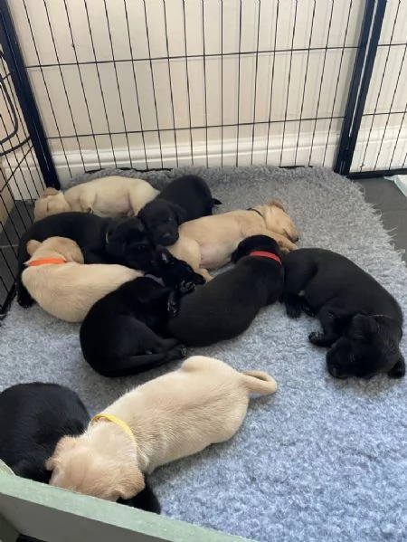 Cuccioli di Labrador retriever disponibili per la vendita | Foto 0