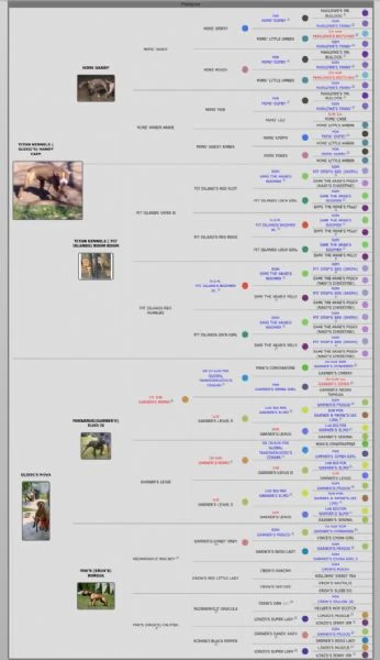 Cuccioli American Pit Bull Terrier | Foto 6