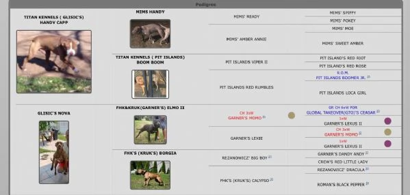 Cuccioli American Pit Bull Terrier | Foto 5