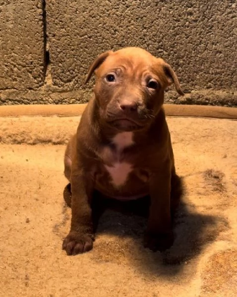 Cuccioli American Pit Bull Terrier | Foto 4
